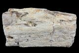 Triceratops Bone Section - North Dakota #73934-1